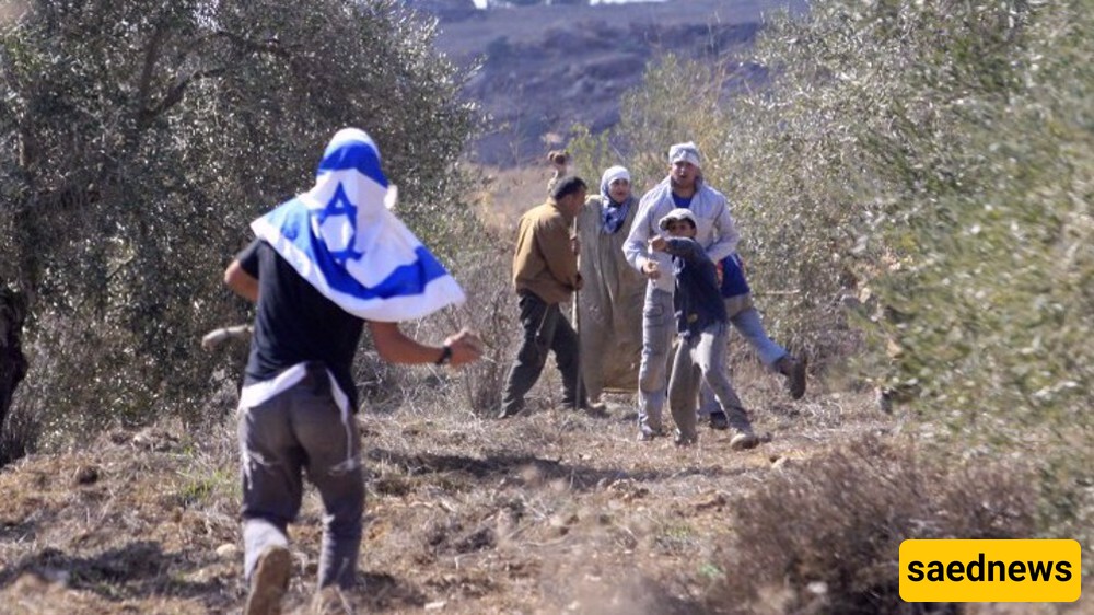 Israeli Aggression and Settler Attacks Threaten Palestinian Olive Harvest