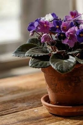 Comprehensive Guide to Caring for African Lily