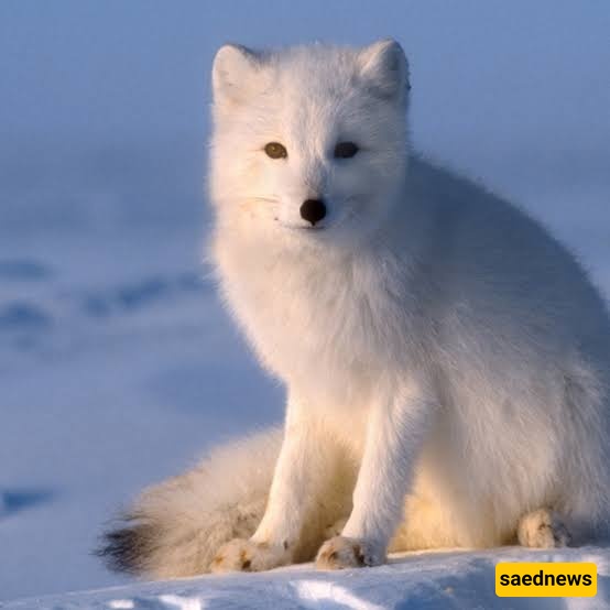 Arctic fox