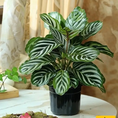What Common Mistakes Can Shorten The Lifespan Of Indoor Plants?