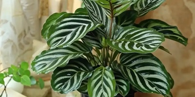 What Common Mistakes Can Shorten The Lifespan Of Indoor Plants?