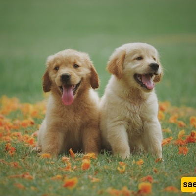 Meet Working Dogs with Official Roles