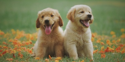 Meet Working Dogs with Official Roles
