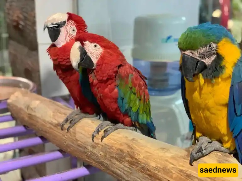  Mashhad Bird Garden