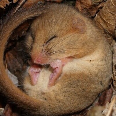 The Long Sleep: Why Do Some Animals Hibernate for Years?