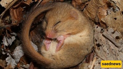 The Long Sleep: Why Do Some Animals Hibernate for Years?