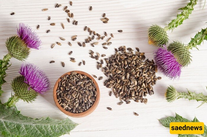 Milk Thistle Properties for Weight Loss