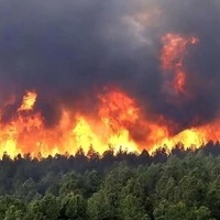 Heartbreaking and Terrifying Blaze in Alit Forests of Chalus: 8 Hectares of Hyrcanian Forest Lost + Video