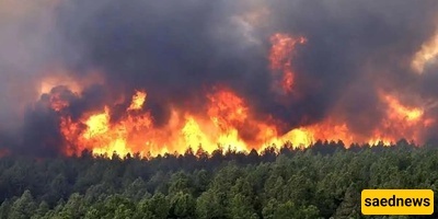 Heartbreaking and Terrifying Blaze in Alit Forests of Chalus: 8 Hectares of Hyrcanian Forest Lost + Video