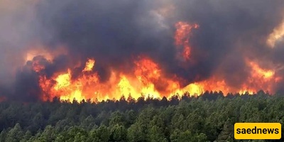 Heartbreaking and Terrifying Blaze in Alit Forests of Chalus: 8 Hectares of Hyrcanian Forest Lost + Video