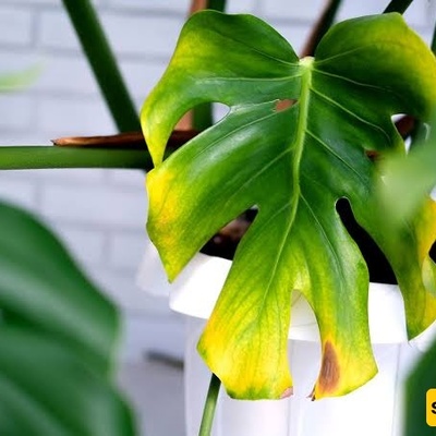 Why Do Indoor Plant Leaves Turn Yellow?