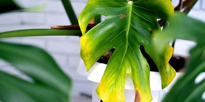 Why Do Indoor Plant Leaves Turn Yellow?