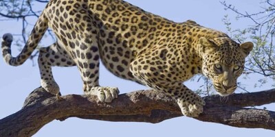 (Video) Wildlife Documentary / This Story: The Leopard's Leap to the Tree After Breaking the Wild Dog's Ribs!