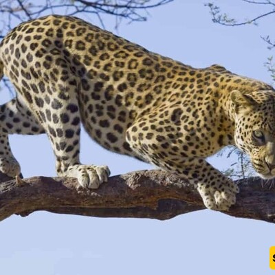 (Video) Wildlife Documentary / This Story: The Leopard's Leap to the Tree After Breaking the Wild Dog's Ribs!