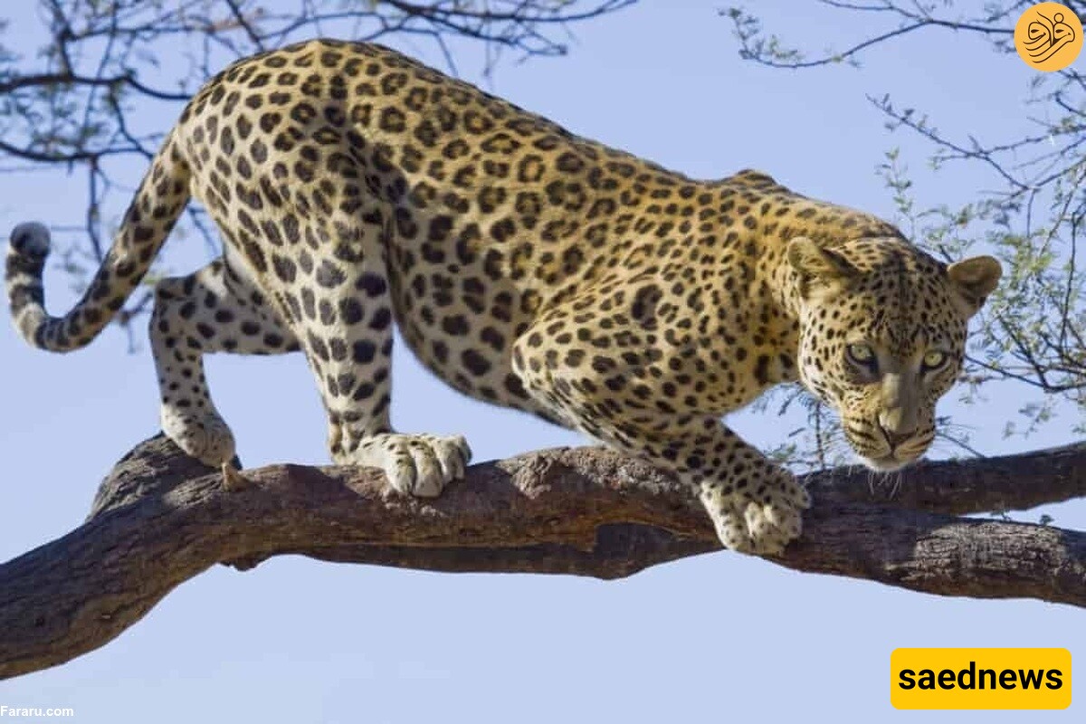 (Video) Wildlife Documentary / This Story: The Leopard's Leap to the Tree After Breaking the Wild Dog's Ribs!