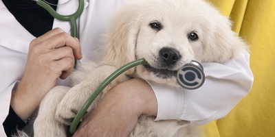 The Risks of Improper Medication Use in Treating Dog Mange