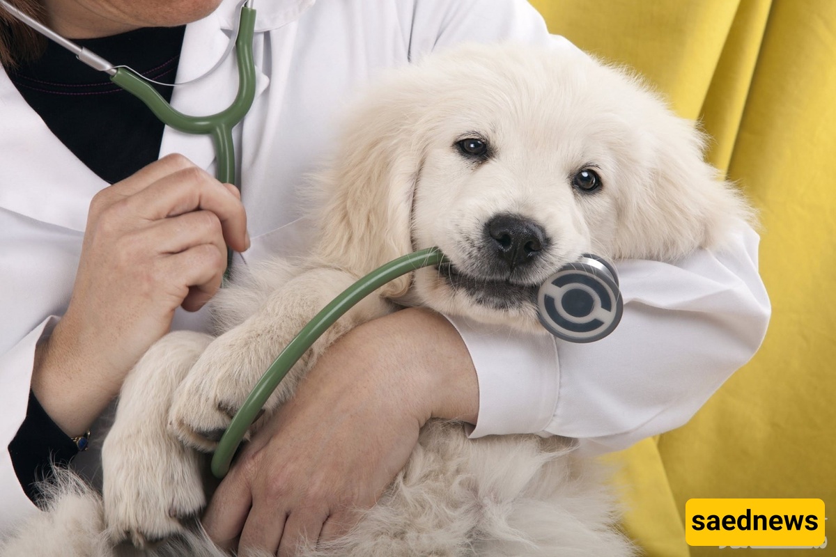The Risks of Improper Medication Use in Treating Dog Mange