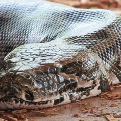Watch: Dramatic Moment a Giant Crocodile Is Pulled from a Python’s Stomach + Stunning Photos