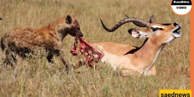 Wildlife Documentary: Brutal Attack of Hyenas on a Swift Gazelle / How Could You Do That, You Heartless Creatures?(Video)