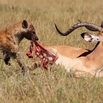 Wildlife Documentary: Brutal Attack of Hyenas on a Swift Gazelle / How Could You Do That, You Heartless Creatures?(Video)