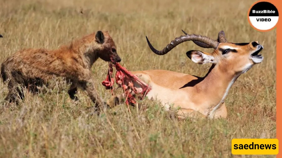 Wildlife Documentary: Brutal Attack of Hyenas on a Swift Gazelle / How Could You Do That, You Heartless Creatures?(Video)