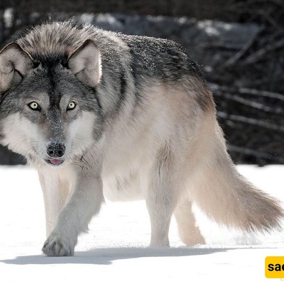 Wolf Frozen in Extreme Cold