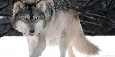 Wolf Frozen in Extreme Cold