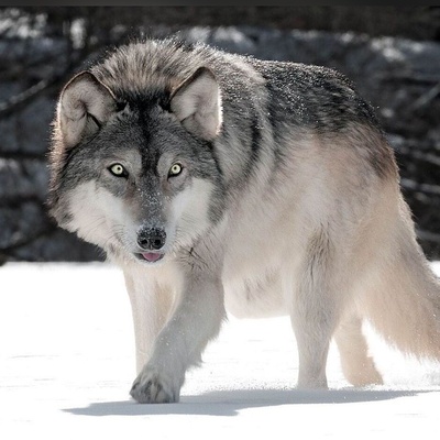 Wolf Frozen in Extreme Cold