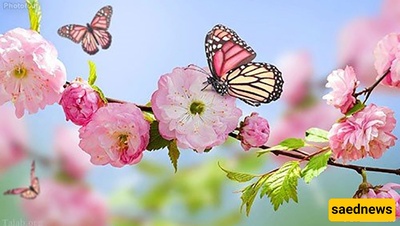 The Kind Woman Who Surgically Repairs Butterflies' Broken Wings