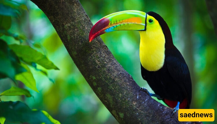 Kish Bird Park
