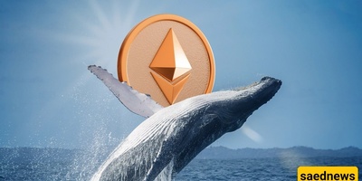 Whales Return to Ethereum Amid Major Fosaca Upgrade: Is a New Bull Run Starting?