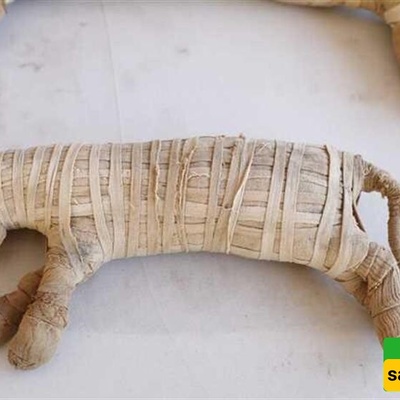 Stunning Discovery: 8 Million Animal Mummies Unearthed in an Ancient Egyptian Cemetery!