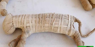 Stunning Discovery: 8 Million Animal Mummies Unearthed in an Ancient Egyptian Cemetery!