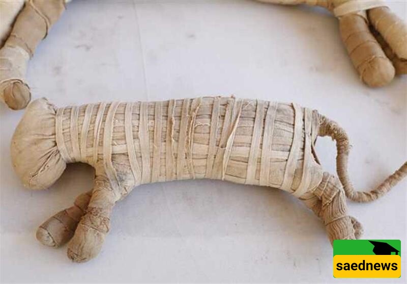 Stunning Discovery: 8 Million Animal Mummies Unearthed in an Ancient Egyptian Cemetery!