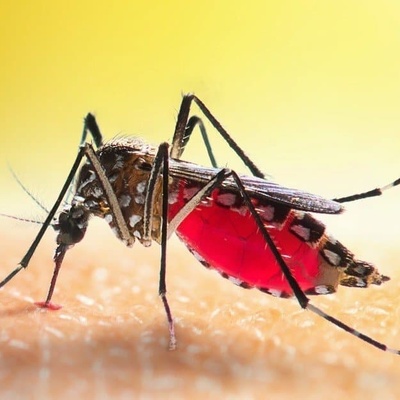 A World Without Mosquitoes: What Would Change