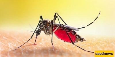 A World Without Mosquitoes: What Would Change