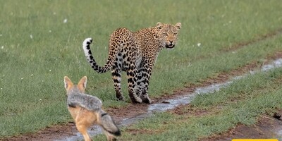 (Video) Wildlife Documentary / This Story: A Tough Revenge in Leopard Style