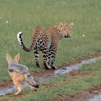 (Video) Wildlife Documentary / This Story: A Tough Revenge in Leopard Style