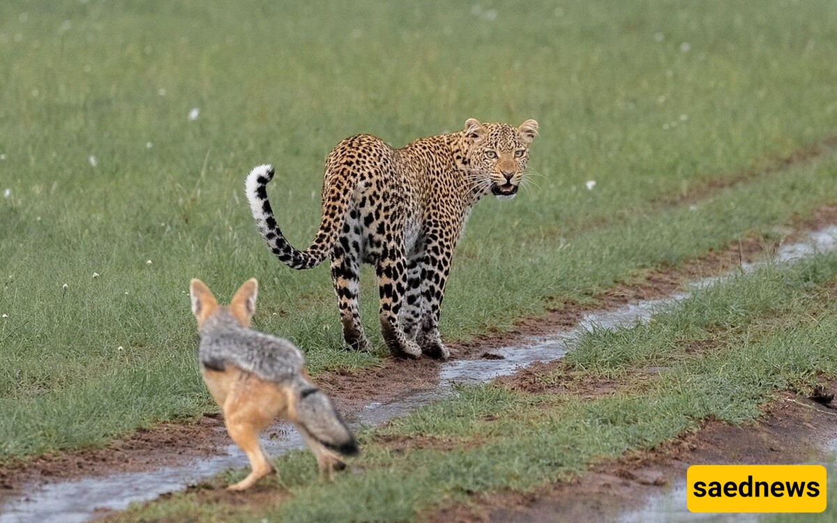 (Video) Wildlife Documentary / This Story: A Tough Revenge in Leopard Style