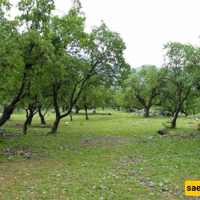 The Stunning Beauty of Arjan Plain in Shiraz: When the Land Turns Greener Than Imagination