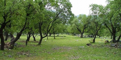 The Stunning Beauty of Arjan Plain in Shiraz: When the Land Turns Greener Than Imagination