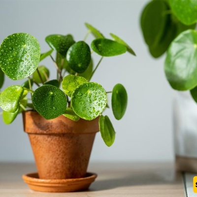 Why Can a Beautiful Plant Pot Be Bad for Your Plant?
