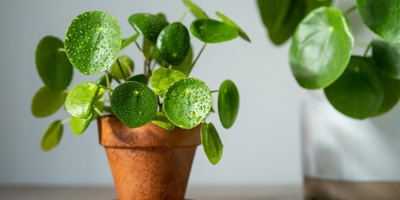 Why Can a Beautiful Plant Pot Be Bad for Your Plant?