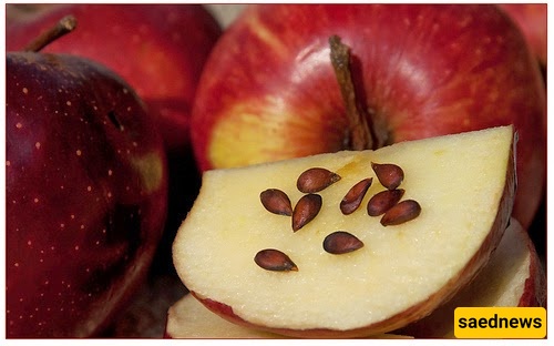 Apple seeds