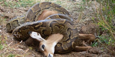 Wildlife: The Ruthless Hunt of a Mountain Goat by a Viper Snake +Photo