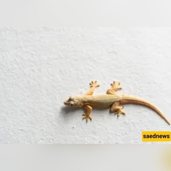 Is Killing a Lizard a Sin? What Islam says!