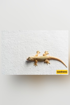 Is Killing a Lizard a Sin? What Islam says!