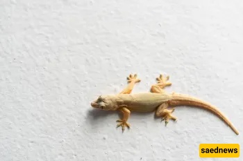 Is Killing a Lizard a Sin? What Islam says!