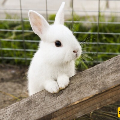 Pet Rabbit Care: 5 Things to Know Before Getting a Bunny