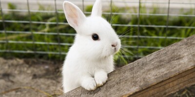 Pet Rabbit Care: 5 Things to Know Before Getting a Bunny